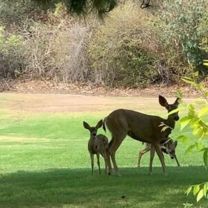 Angela Sarafyan Instagram - L O V E 🌱🦌