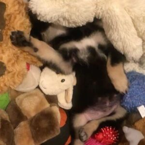 Angela Sarafyan Instagram - Baby Bear 🐾