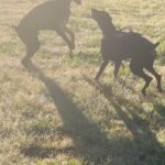 Angelica Ross Instagram - Meet Kodo the newest addition to my family. Kodo and Candy quickly became BFFs. Thank you @_barkk9_ for teaching me how to lead the pack! II Most Wanted @beyonce #iimostwanted