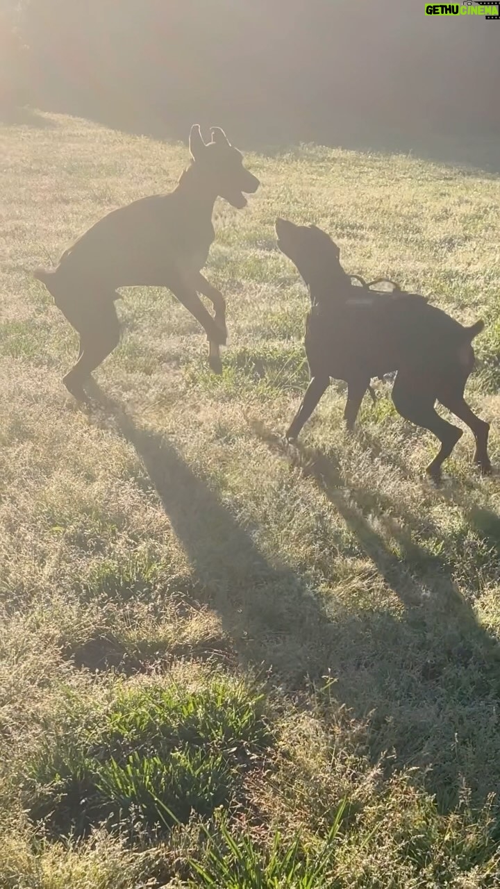 Angelica Ross Instagram - Meet Kodo the newest addition to my family. Kodo and Candy quickly became BFFs. Thank you @_barkk9_ for teaching me how to lead the pack! II Most Wanted @beyonce #iimostwanted