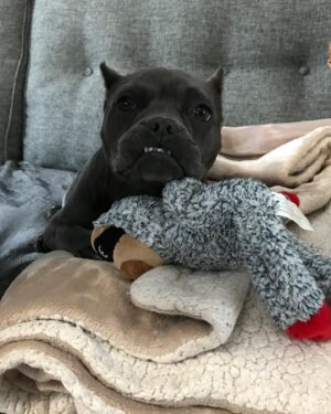 Angie Rae Instagram - The tiniest hippo turns 2 today!
🦛💕

Mona brought so much light back into Monroe’s life after losing Tilly. .. And she did the same for me by giving him that gift.
——————————————————-
She’s a goofy little shmoo and my life is better and more comedic with her in it. 💗💩🌞

**Edited to add that she’s officially been out of her diapers for a full year too! Way to go, Momo! It’s a freakin double celebration!!👏🏻👏🏻**