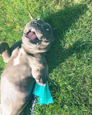 Angie Rae Instagram - The tiniest hippo turns 2 today!
🦛💕

Mona brought so much light back into Monroe’s life after losing Tilly. .. And she did the same for me by giving him that gift.
——————————————————-
She’s a goofy little shmoo and my life is better and more comedic with her in it. 💗💩🌞

**Edited to add that she’s officially been out of her diapers for a full year too! Way to go, Momo! It’s a freakin double celebration!!👏🏻👏🏻**