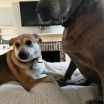 Angie Harmon Instagram – This Easter weekend a man delivering groceries for #Instacart shot & killed our precious Oliver. He got out of his car, delivered the food & THEN shot our dog. Our ring camera was charging in the house, which he saw & then knew he wasn’t being recorded. The police let him go b/c he claimed “self defense”. He did not have a scratch or bite on him nor were his pants torn. 
He was shopping under a woman’s identity named Merle… the pic is on my story. 
He shot our dog with my daughters & myself at home & just kept saying, “yeah, I shot your dog. Yeah I did.” 
We are completely traumatized & beyond devastated at the loss of our beloved boy & family member. 
#RIP OLLIE 🐶🐾🕊️🌈