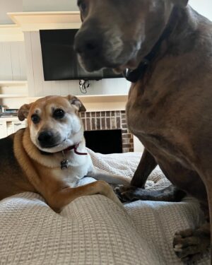Angie Harmon Instagram - This Easter weekend a man delivering groceries for #Instacart shot & killed our precious Oliver. He got out of his car, delivered the food & THEN shot our dog. Our ring camera was charging in the house, which he saw & then knew he wasn’t being recorded. The police let him go b/c he claimed “self defense”. He did not have a scratch or bite on him nor were his pants torn. 
He was shopping under a woman’s identity named Merle… the pic is on my story. 
He shot our dog with my daughters & myself at home & just kept saying, “yeah, I shot your dog. Yeah I did.” 
We are completely traumatized & beyond devastated at the loss of our beloved boy & family member. 
#RIP OLLIE 🐶🐾🕊️🌈