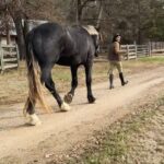 Angie Harmon Instagram - Wishing you all a GIANT HAPPY MONDAY!! 😜😘🙏🏼 #blessed #grateful #draft #drafthorse #Apollo