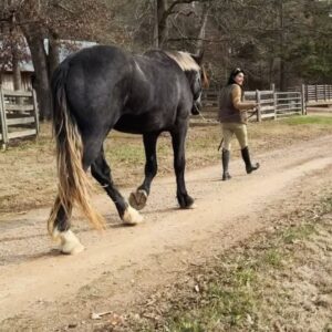 Angie Harmon Instagram - Wishing you all a GIANT HAPPY MONDAY!! 😜😘🙏🏼

#blessed #grateful #draft #drafthorse #Apollo