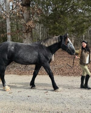 Angie Harmon Instagram - Wishing you all a GIANT HAPPY MONDAY!! 😜😘🙏🏼

#blessed #grateful #draft #drafthorse #Apollo