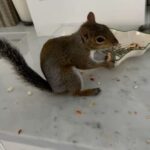 Angie Harmon Instagram - Does anyone know if his tail actually grows back all full & fluffy or does it now stay/look like a “V”? 🐿️❤️🤨 #blessed #grateful #squirrel #mom #questions