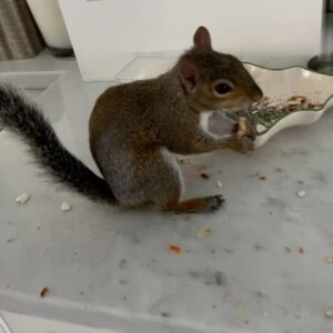 Angie Harmon Instagram - Does anyone know if his tail actually grows back all full & fluffy or does it now stay/look like a “V”? 🐿️❤️🤨

#blessed #grateful #squirrel #mom #questions