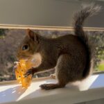 Angie Harmon Instagram - Today, we would like to thank the potato & the crinkle fryer. They make us & our injured tail feel so much better! 🥔❤️🐿️ #blessed #grateful #squirrel #mom #momlife #ilovesquirrels #chicfila