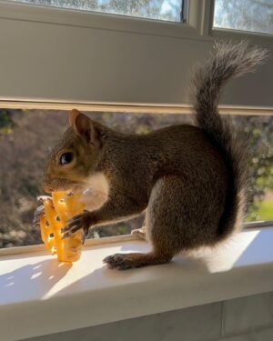 Angie Harmon Instagram - Today, we would like to thank the potato & the crinkle fryer. They make us & our injured tail feel so much better! 🥔❤️🐿️

#blessed #grateful #squirrel #mom #momlife #ilovesquirrels #chicfila