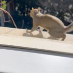 Angie Harmon Instagram - HAPPY FRIDAY!! Here’s a little love for your weekend! ❤️🐿️🫶🥰 #blessed #grateful #squirrel #mom #love
