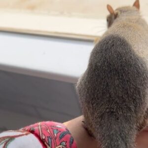 Angie Harmon Instagram - Never, never be afraid to do what’s right, especially if the well-being of a person or animal is at stake. 

-MLK 

There is nothing I want more than to keep this little guy at home with me… but there is nothing he wants more than to be what he is. 
Thank you to all of my new squirrel family for your words of wisdom during this fantastic journey! 🥰🙏🏼😢❤️🐿️

#blessed #grateful #squirrelmom