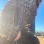 Angie Harmon Instagram - Got some great shots today… Which one is your favorite? 😂🤣😂 #blessed #grateful #apollo #percheron #mylove #bigboy