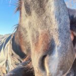 Angie Harmon Instagram - Got some great shots today… Which one is your favorite? 😂🤣😂 #blessed #grateful #apollo #percheron #mylove #bigboy
