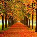 Aniela Gumbs Instagram - First day of fall #leaves