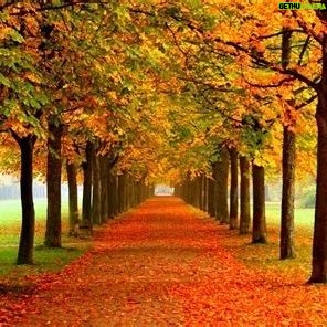 Aniela Gumbs Instagram - First day of fall #leaves