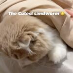 Anis Suwit Instagram - My sandworm 🐱🐛 . . . #dune #dunemovie #catlover #catsofinstagram #cat #catlife #cats #pet #pets #petlovers #instacat #scottishfold #cats_of_instagram #sandworm #dune2