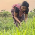 Anjana Mohan Instagram - നന്ദിനി കുട്ടി വാ Camera @abhijithretouch . #beautyofkerala #oldlook #greenery #sunset