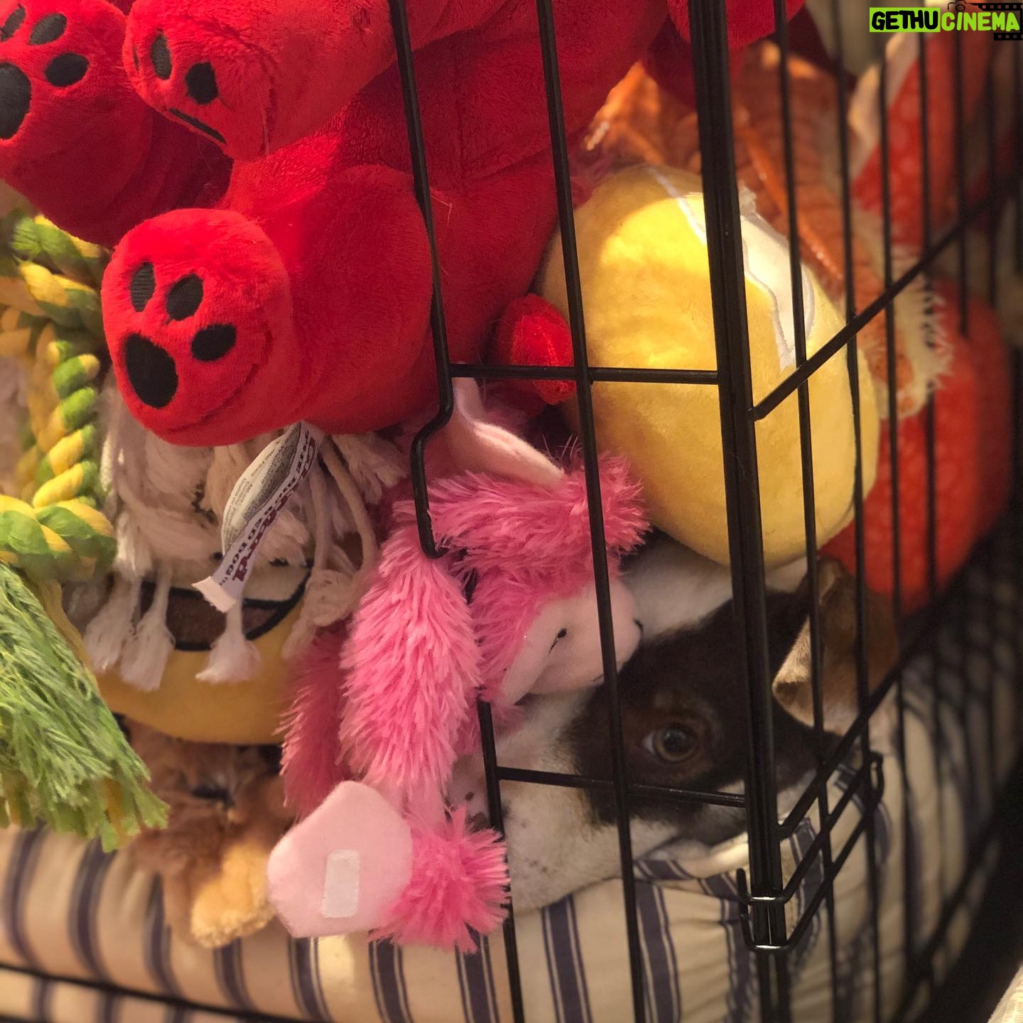 Anna Silk - 2K Likes - I missed #internationaldogday !! Here is Kai after my youngest son puts all of his toys in the crate with him. Can you spot him? PS they both love this game❤️
