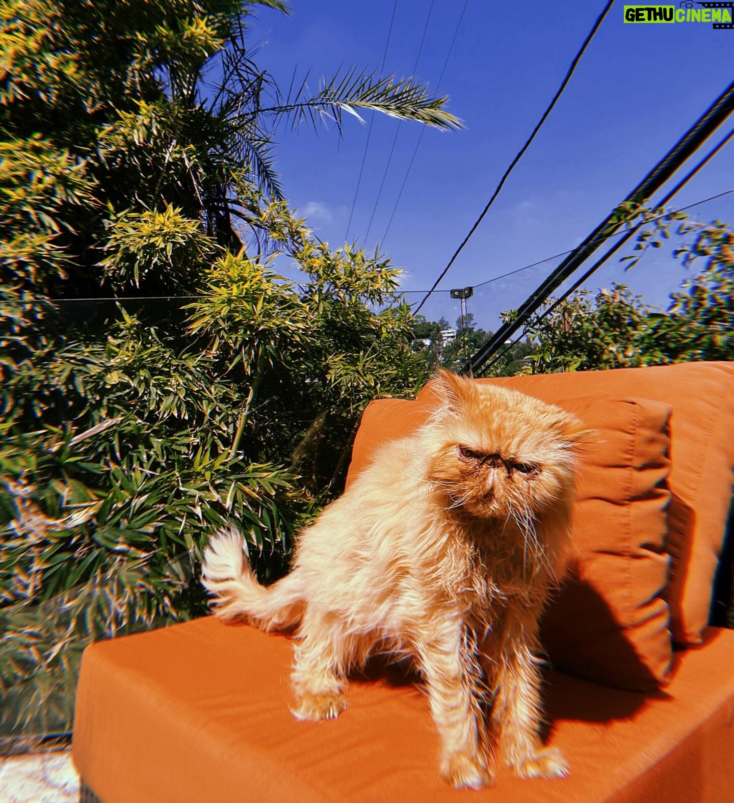 Anna Akana Instagram - This LA girlie is hopping across the pond this summer! ✨ who is coming to fringe or London? also pics of congress up on patreon to raise money for sulala animal rescue, the only organization in Gaza helping strays. we raised money for the kids a few months ago, so Congo said we should help the cats too x