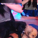 Anna Brisbin Instagram – Twitch stream lately has been a lot of this and im not ok. 😭 twitch.tv/brizzyvoices

(and yes if you haven’t seen her yet, I’m fostering a puppy named Miko! and I’m *not* keeping her despite these heart pangs)

#puppies #fosterdog #fosterpuppy #dachshund #spaniel