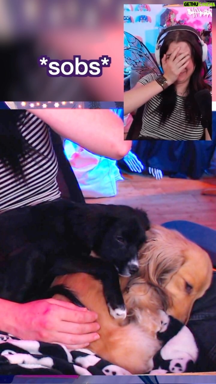 Anna Brisbin Instagram - Twitch stream lately has been a lot of this and im not ok. 😭 twitch.tv/brizzyvoices (and yes if you haven’t seen her yet, I’m fostering a puppy named Miko! and I’m *not* keeping her despite these heart pangs) #puppies #fosterdog #fosterpuppy #dachshund #spaniel