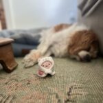Anna Collins Instagram - Swipe for a love story