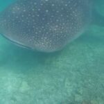 Anna Friel Instagram – Scroll for before and after entering the water! Seriously. One of the best days of our lives so far. We went on a boat trip to swim with the Manta’s and a very rare thing happened… we were greeted by a ginormous whale shark. Nature is glorious and life changing when we become part of its magestic other worldliness. Be brave. Say yes more than you say no and watch the wonders of this magnificent earth, surprise you. Thank you for your guidance @avanimaldives @avani_hotels . Life changing moments. We hope to carry this energy with us throughout our existence. ✨✨✨✨✨❤️
