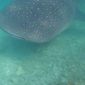 Anna Friel Instagram - Scroll for before and after entering the water! Seriously. One of the best days of our lives so far. We went on a boat trip to swim with the Manta’s and a very rare thing happened… we were greeted by a ginormous whale shark. Nature is glorious and life changing when we become part of its magestic other worldliness. Be brave. Say yes more than you say no and watch the wonders of this magnificent earth, surprise you. Thank you for your guidance @avanimaldives @avani_hotels . Life changing moments. We hope to carry this energy with us throughout our existence. ✨✨✨✨✨❤️