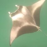 Anna Friel Instagram – Scroll for before and after entering the water! Seriously. One of the best days of our lives so far. We went on a boat trip to swim with the Manta’s and a very rare thing happened… we were greeted by a ginormous whale shark. Nature is glorious and life changing when we become part of its magestic other worldliness. Be brave. Say yes more than you say no and watch the wonders of this magnificent earth, surprise you. Thank you for your guidance @avanimaldives @avani_hotels . Life changing moments. We hope to carry this energy with us throughout our existence. ✨✨✨✨✨❤️
