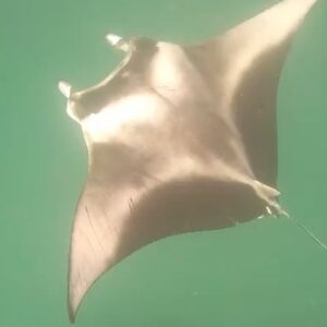 Anna Friel Instagram - Scroll for before and after entering the water! Seriously. One of the best days of our lives so far. We went on a boat trip to swim with the Manta’s and a very rare thing happened… we were greeted by a ginormous whale shark. Nature is glorious and life changing when we become part of its magestic other worldliness. Be brave. Say yes more than you say no and watch the wonders of this magnificent earth, surprise you. Thank you for your guidance @avanimaldives @avani_hotels . Life changing moments. We hope to carry this energy with us throughout our existence. ✨✨✨✨✨❤️