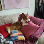 Anna Hopkins Instagram - Happy 9th bday Jasper you sweet corgi angel who we love so much!!!!!!!!!!!!!!