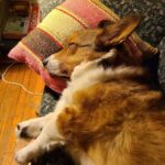 Anna Hopkins Instagram - Happy 9th bday Jasper you sweet corgi angel who we love so much!!!!!!!!!!!!!!
