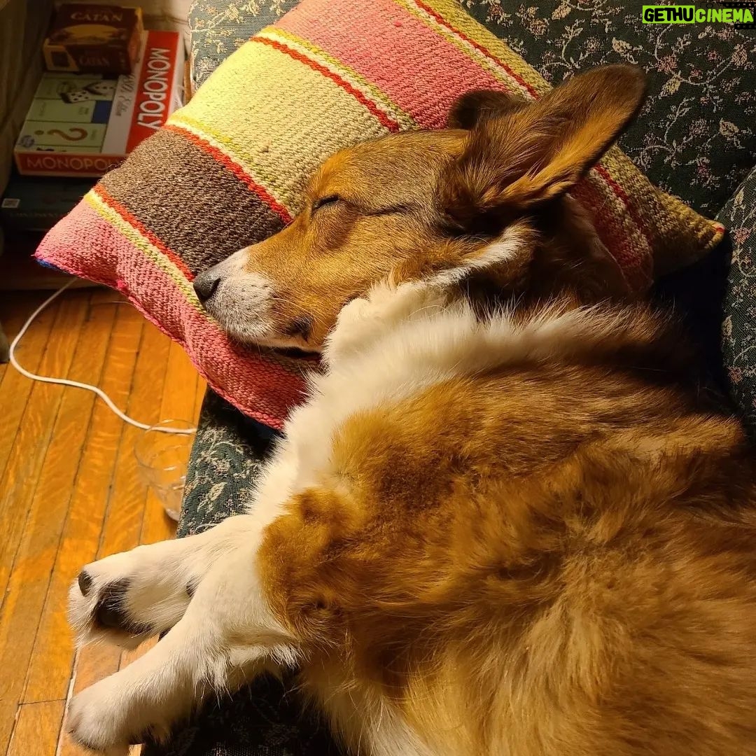 Anna Hopkins Instagram - Happy 9th bday Jasper you sweet corgi angel who we love so much!!!!!!!!!!!!!!