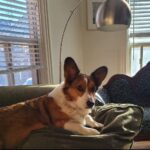 Anna Hopkins Instagram - Happy 9th bday Jasper you sweet corgi angel who we love so much!!!!!!!!!!!!!!