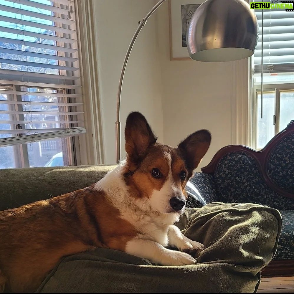 Anna Hopkins Instagram - Happy 9th bday Jasper you sweet corgi angel who we love so much!!!!!!!!!!!!!!