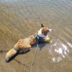 Anna Hopkins Instagram - Happy 9th bday Jasper you sweet corgi angel who we love so much!!!!!!!!!!!!!!