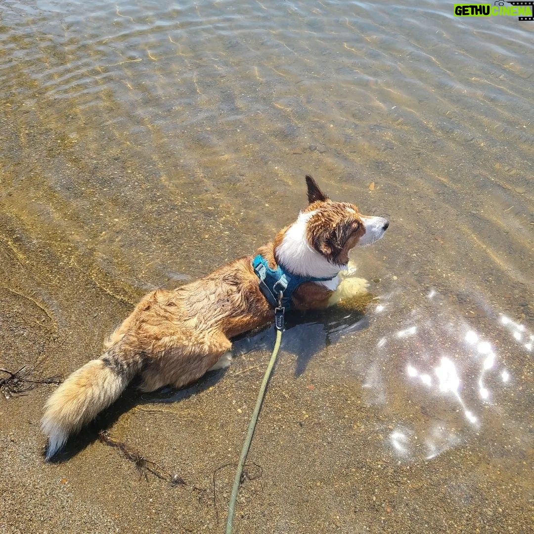 Anna Hopkins Instagram - Happy 9th bday Jasper you sweet corgi angel who we love so much!!!!!!!!!!!!!!