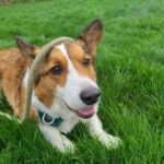 Anna Hopkins Instagram - Happy 9th bday Jasper you sweet corgi angel who we love so much!!!!!!!!!!!!!!