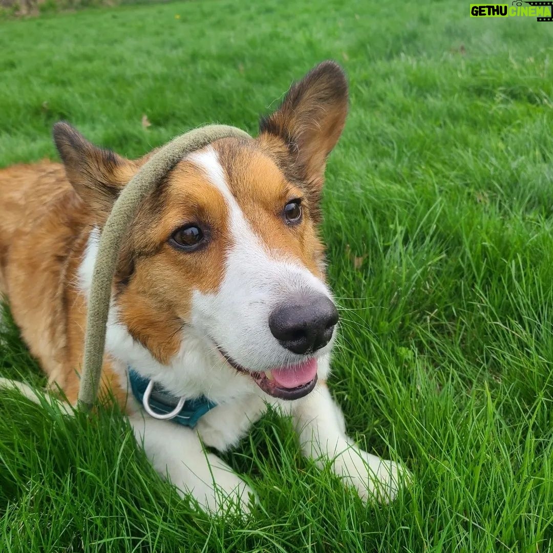 Anna Hopkins Instagram - Happy 9th bday Jasper you sweet corgi angel who we love so much!!!!!!!!!!!!!!