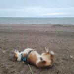Anna Hopkins Instagram - Happy 9th bday Jasper you sweet corgi angel who we love so much!!!!!!!!!!!!!!