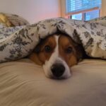 Anna Hopkins Instagram - Happy 9th bday Jasper you sweet corgi angel who we love so much!!!!!!!!!!!!!!