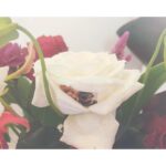 Anna Ishii Instagram - 撮影時に頂いた素敵なお花。 そして、5696の薔薇🌹 #オーロラクリニック#SOKUYAKUオンラインクリニック #オンライン診療#ピル #美容医療#美容クリニック @aurora_clinic_official_
