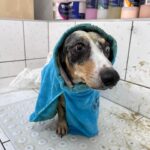Anna Kadeřávková Instagram - Doggie treatment 🐶🛁🧡