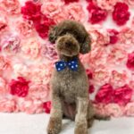 Anna Kadeřávková Instagram - Nový sestřih na léto 🌸 #Caesar #poodletoy #poodlesofinstagram #poodle
