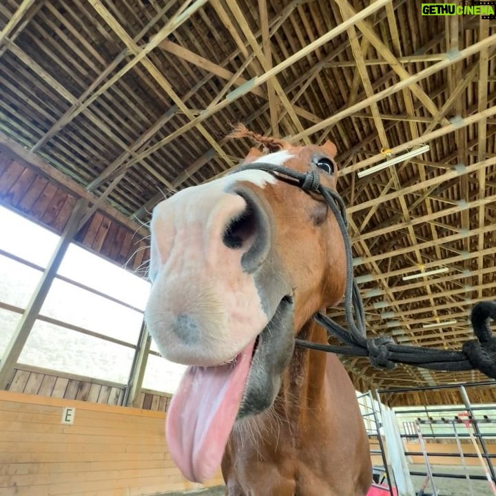 Anna Sawai Instagram - My favorite castmate from the set of Shogun♥️ The crew would joke that anytime I went missing, they’d look for the horses or crafty (where I’d be getting apples for the horses). Wasn’t really a joke though. A big thank you to the Jamie and his team for everything they taught me and always letting me come hang out. I’ll miss you Deucie poo🤎 とても懐っこくて、自分の紐を解いちゃう頭の良さを持ちながら、公園で遠くに人が見えたらびっくりして動かなくなっちゃう面白い性格のドゥース。 いっぱい幸せ分けてくれてありがとう。私のこと忘れないでね🥹