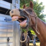 Anna Sawai Instagram - My favorite castmate from the set of Shogun♥️ The crew would joke that anytime I went missing, they’d look for the horses or crafty (where I’d be getting apples for the horses). Wasn’t really a joke though. A big thank you to the Jamie and his team for everything they taught me and always letting me come hang out. I’ll miss you Deucie poo🤎 とても懐っこくて、自分の紐を解いちゃう頭の良さを持ちながら、公園で遠くに人が見えたらびっくりして動かなくなっちゃう面白い性格のドゥース。 いっぱい幸せ分けてくれてありがとう。私のこと忘れないでね🥹