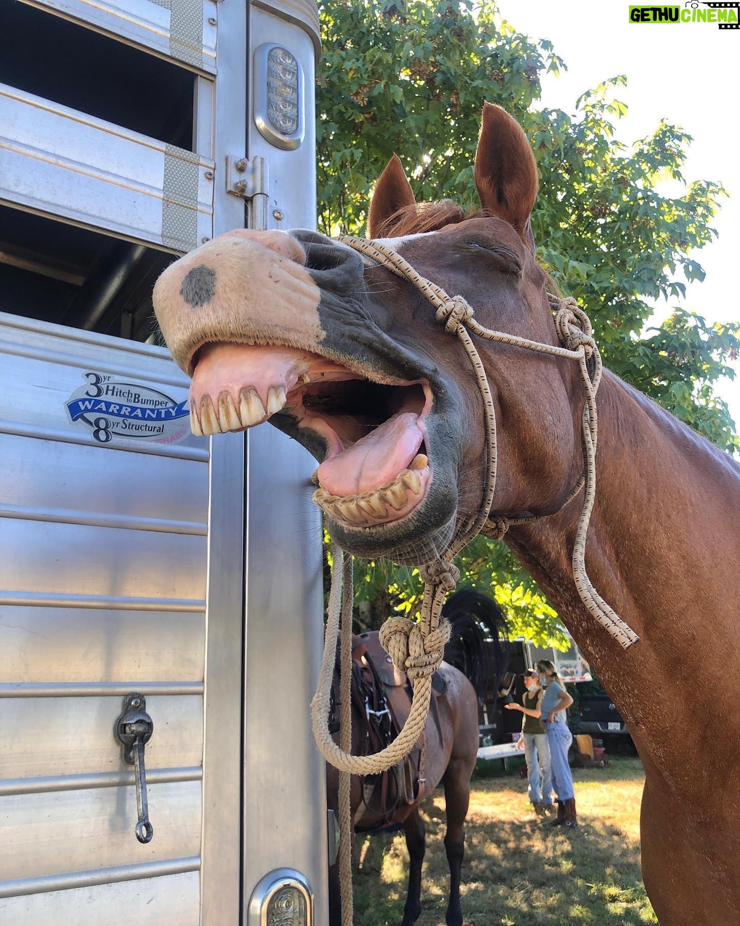 Anna Sawai Instagram - My favorite castmate from the set of Shogun♥️ The crew would joke that anytime I went missing, they’d look for the horses or crafty (where I’d be getting apples for the horses). Wasn’t really a joke though. A big thank you to the Jamie and his team for everything they taught me and always letting me come hang out. I’ll miss you Deucie poo🤎 とても懐っこくて、自分の紐を解いちゃう頭の良さを持ちながら、公園で遠くに人が見えたらびっくりして動かなくなっちゃう面白い性格のドゥース。 いっぱい幸せ分けてくれてありがとう。私のこと忘れないでね🥹