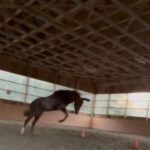 Anna Sawai Instagram - A beautified version of recent days, from my pov 2つ目はドゥース君がゴロンしたあとに飛び跳ねて遊んでる様子🤎 6つ目はちょっぴりビビりなレイちゃんが私のももに顎のせてくれたとき🥲